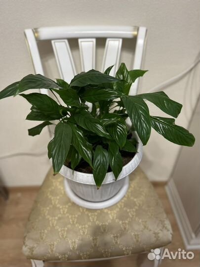 Спатифиллум