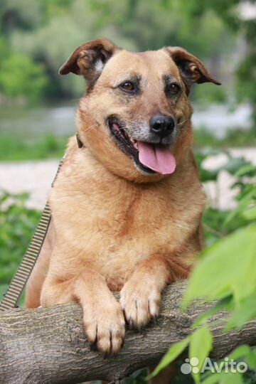 Лиза из приюта, в дар