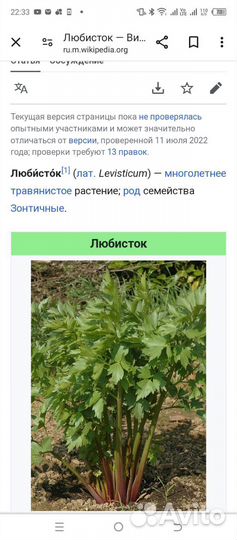 Любисток