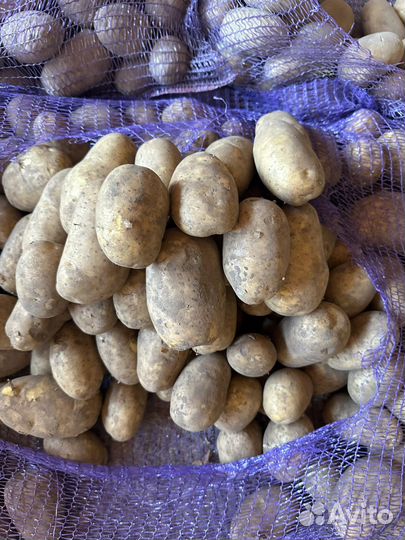 Продам картофель