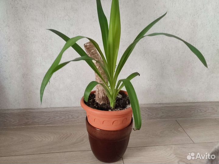 Комнатные цветы юкка