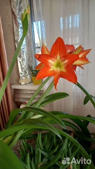 Гиппеаструм