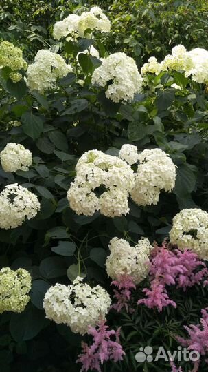 Гортензия древовидная Анабель