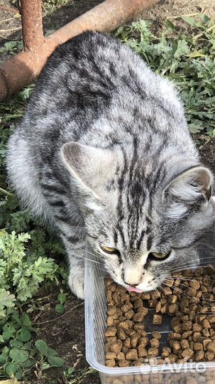 Котенок мальчик бесплатно