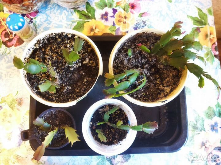 Шлюмбергера розовая