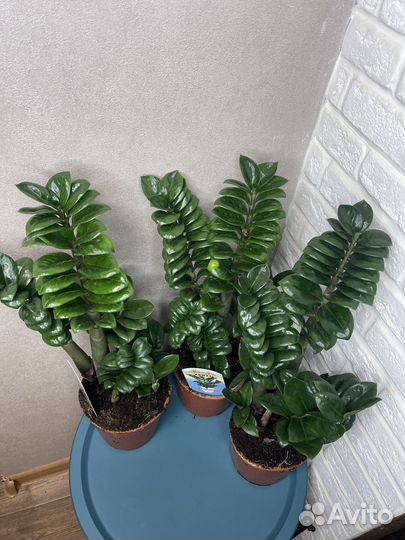 Замиокулькас зензи комнатные цветы