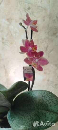 Орхидея фаленопсис парфюмерная фабрика