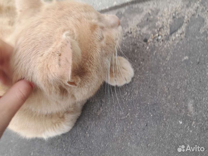 Дам Кота в добрые руки