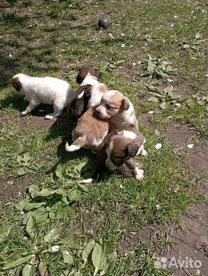 Щенки спаниеля в дар