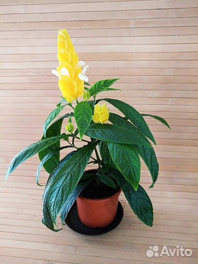 Пахистахис