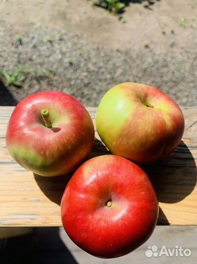 Вкусные яблоки