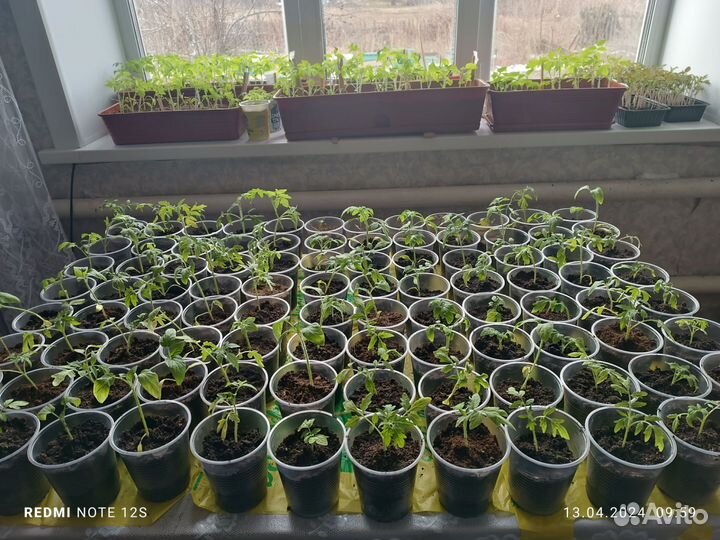 Рассада помидоров томатов