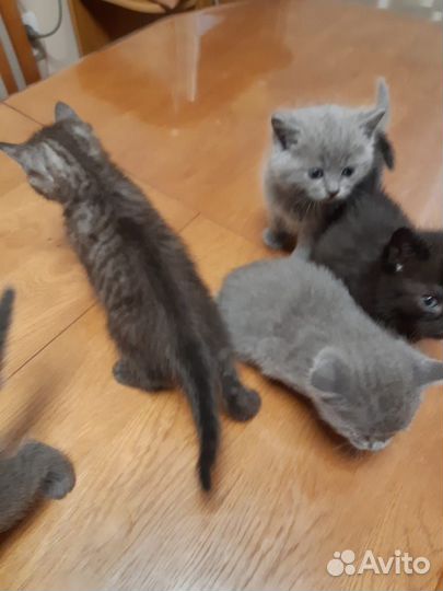 Котята домашние приучены к лотку