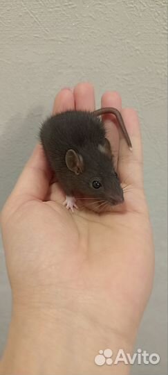 Декоративная крыса