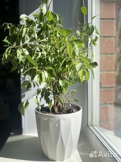 Фикус бенджамина