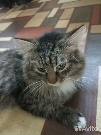 Котики Эрик, Шурик, Ося бесплатно в добрые руки