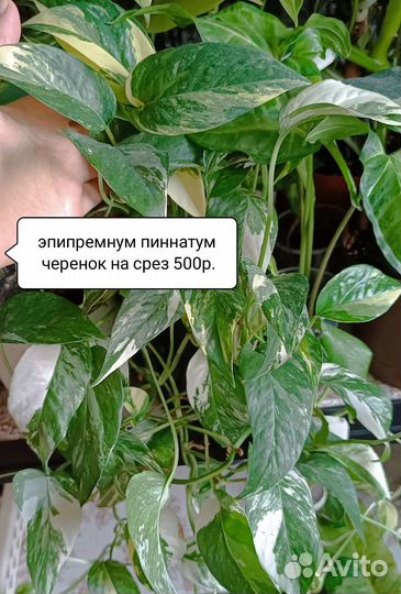 Красивые домашние растения