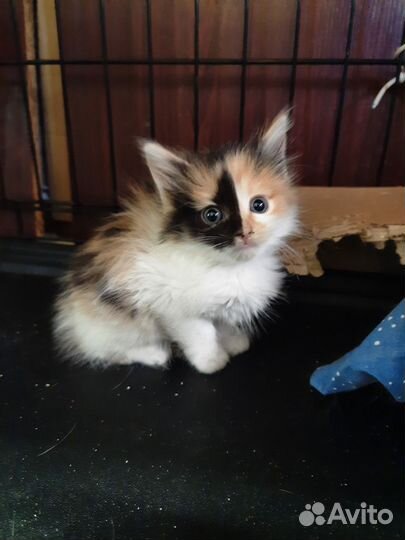 Котята ищут дом