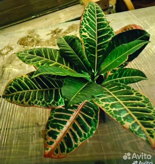 Укорененные черенки кротона