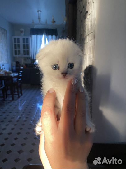 Шотландцы шиншилла серебристая