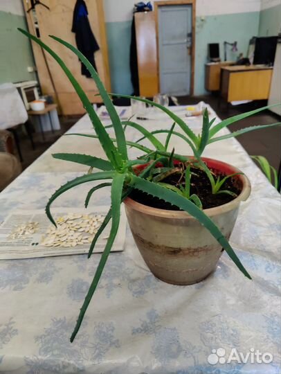 Хлорофитум комнатный цветок