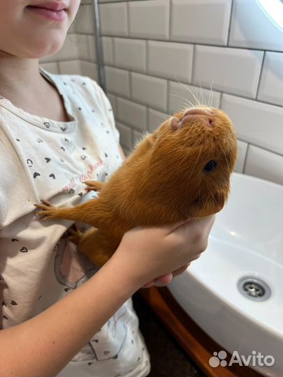 Морские свинки