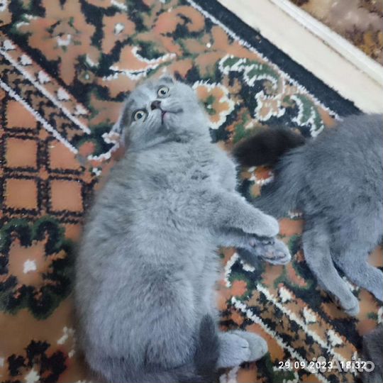 Кошки