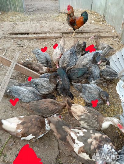 Индоутки и китайские шёлковые петухи