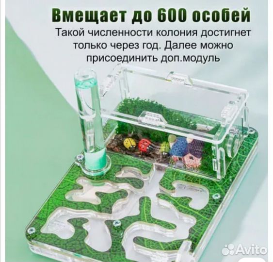 Муравьиная ферма