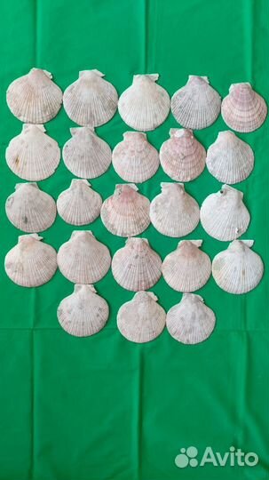 Ракушки морского гребешка 23 шт