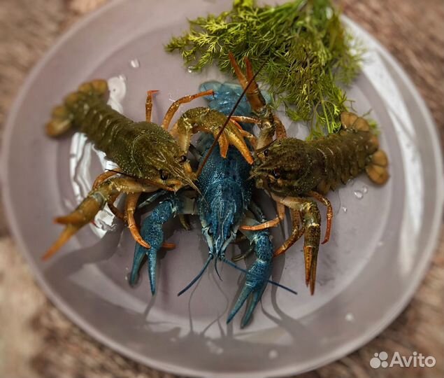 Раки живые и вареные