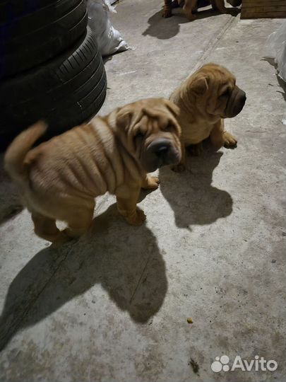 Щенки шарпей