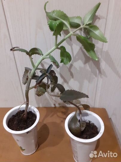 Каланхоэ лечебное