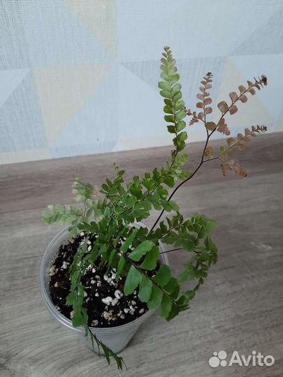 Папоротник адиантум