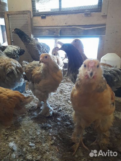 Цыплята пароды Брама,Цыплята мясо яичных пород