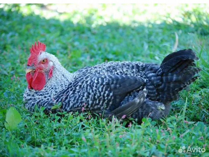 Петух Гриз Бар