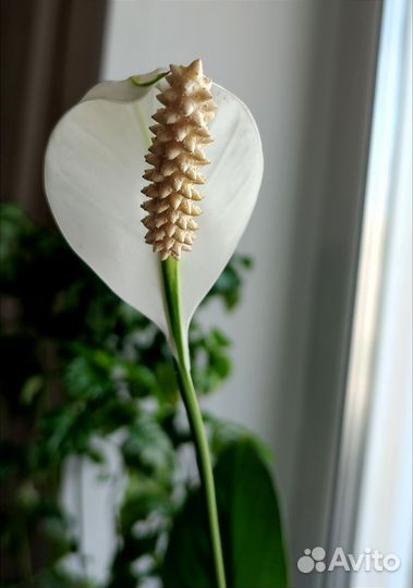 Спатифиллум (женское счастье) комнатный цветок