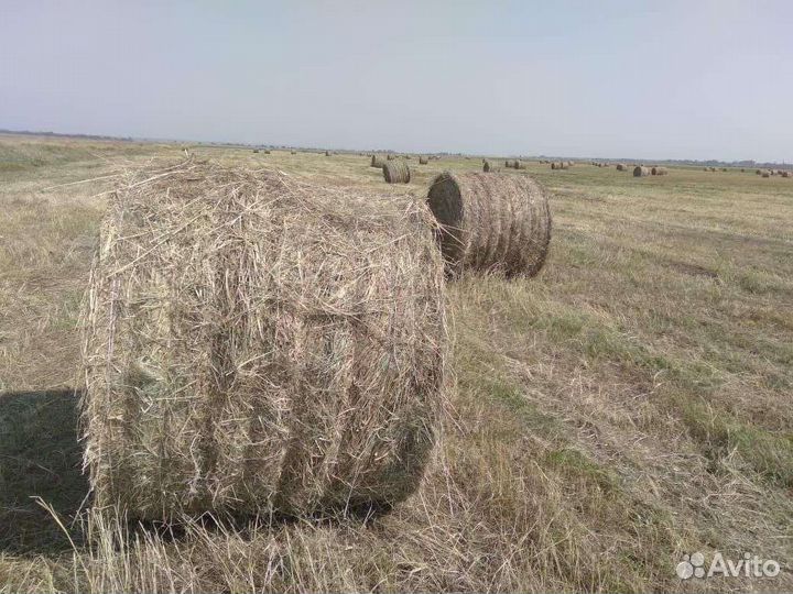 Сено в рулонах 2023