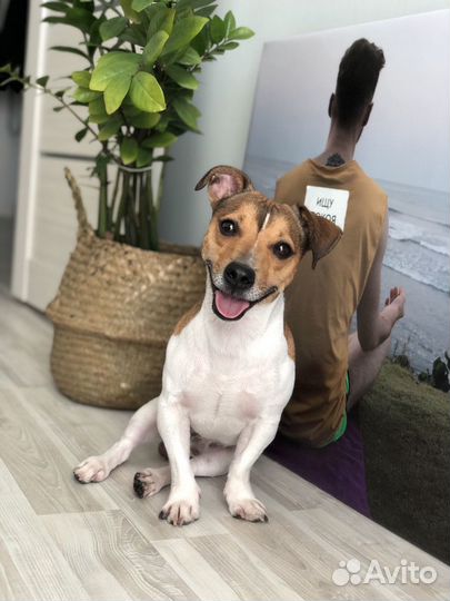 Джек Рассел для вязки