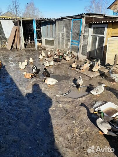 Домашняя птица