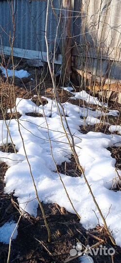 Гледичия трехколючковая