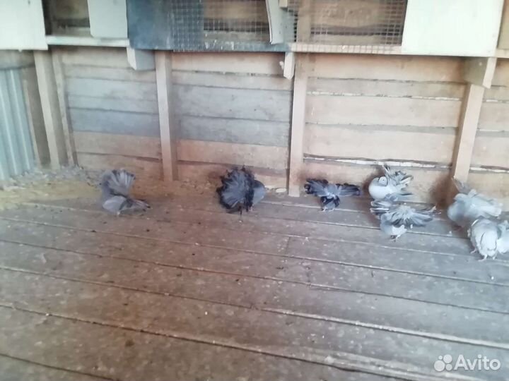 Продажа голубей