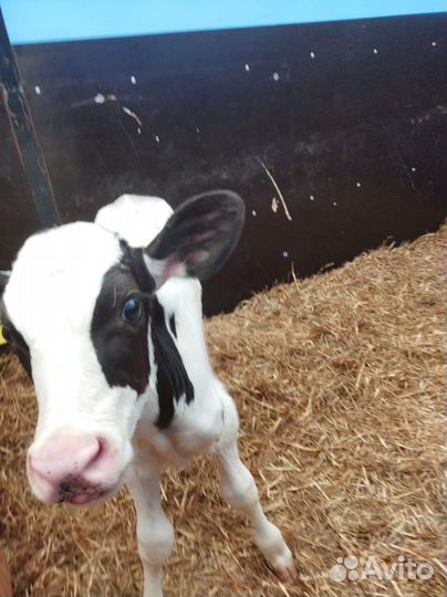 Телята доставка до двора за наш счёт