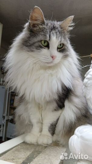 Сибирский кот