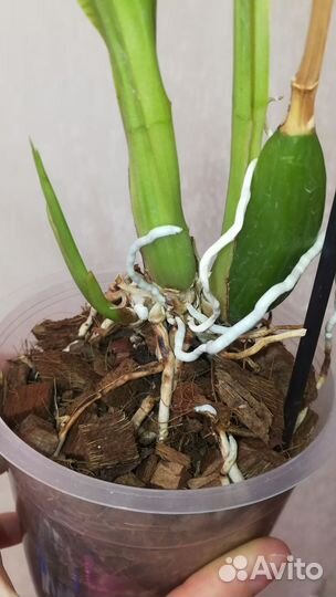 Орхидея Зигопеталум Blue Angel