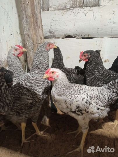 Молодые петухи