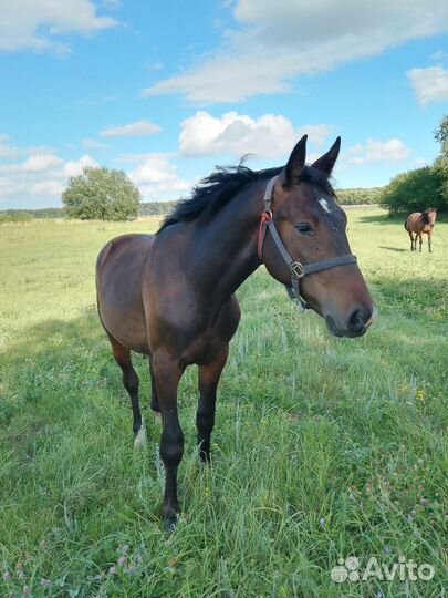 Продам жеребенка