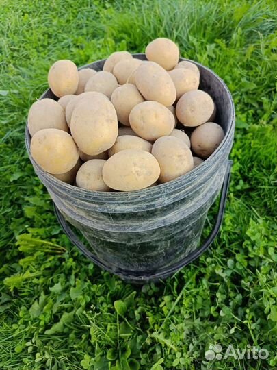 Продам картофель