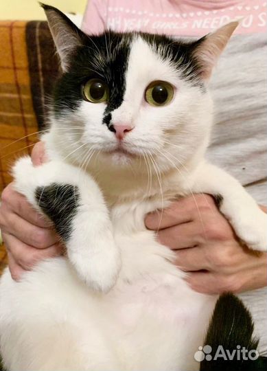 Уникальная красавица кошечка Маска ищет дом