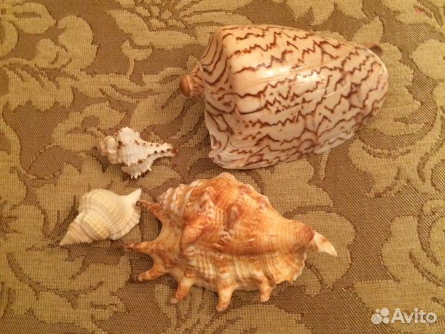 Ракушки морские